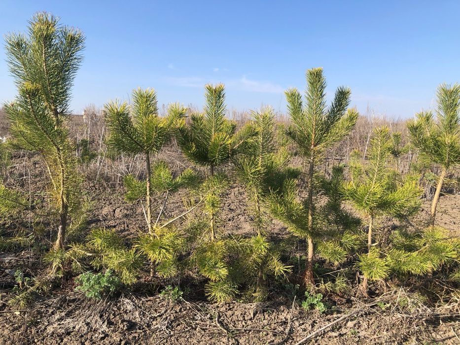 Продам саженцы сосны