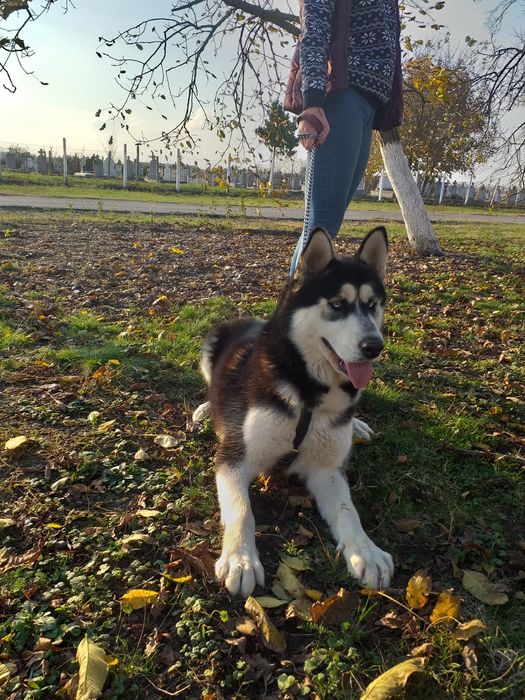 Donez Husky impecabil