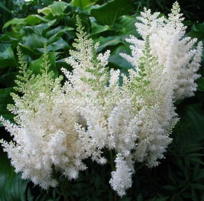 Саженцы Астильба Арендса Диамант