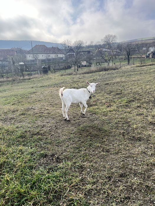 Vand o capra bune deafata rasa sanei si un tap alpina