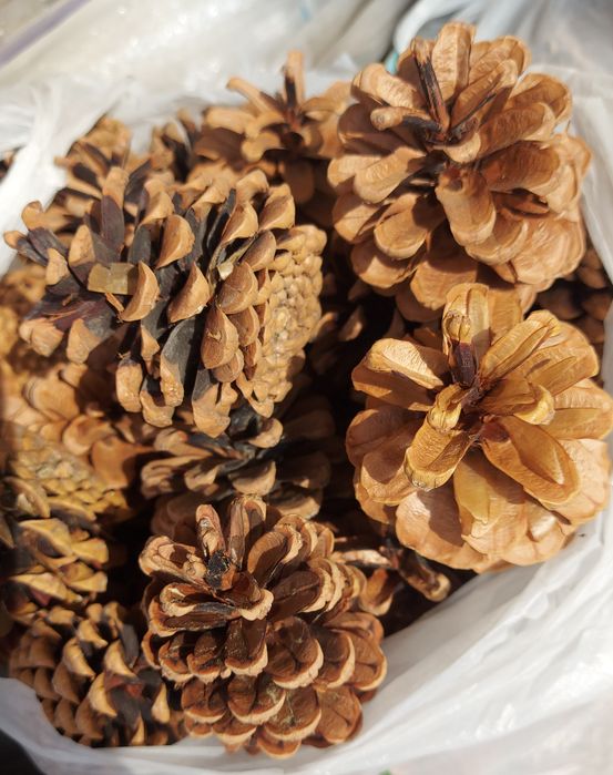 Разные красивые шишки для декора обмен на шоколадки