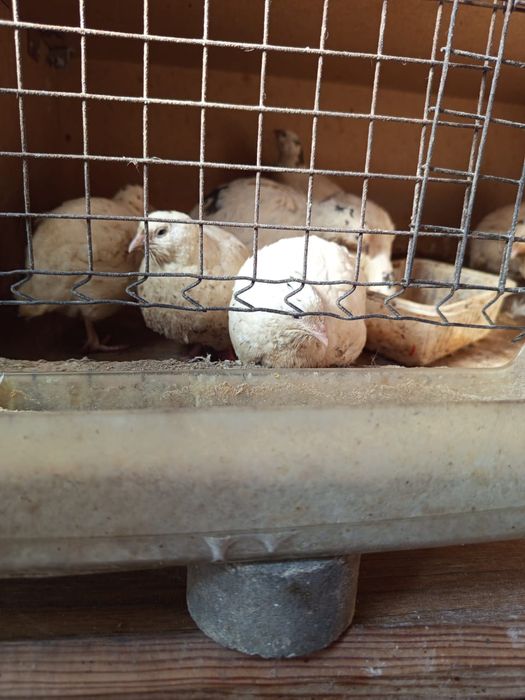 Продам срочно перепёлки