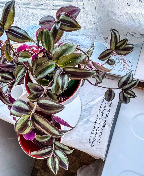 Продам срезы  традесканции "Зебрина".