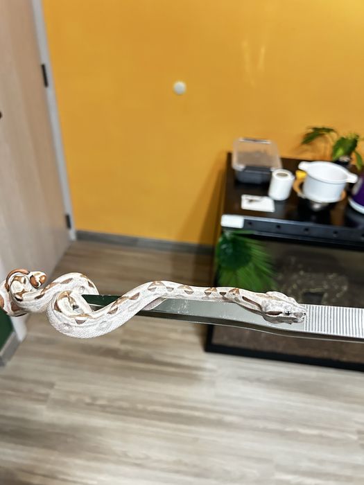 Боа (Boa Constrictor)