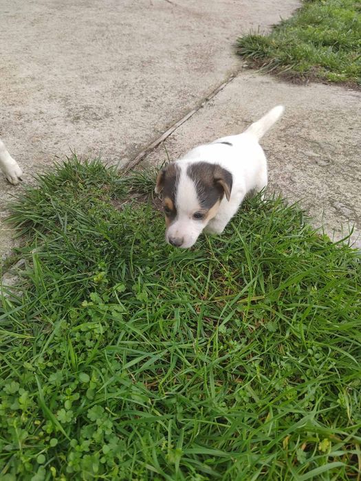 Продавам Джак Ръсел териер