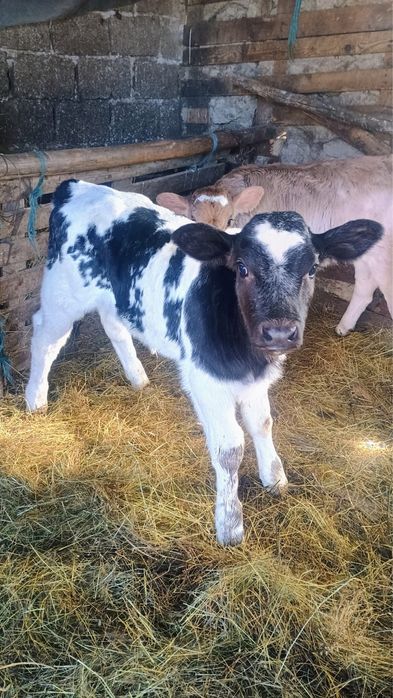 Vand 3 vitei de rasa