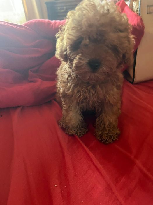 Caniche mini toy