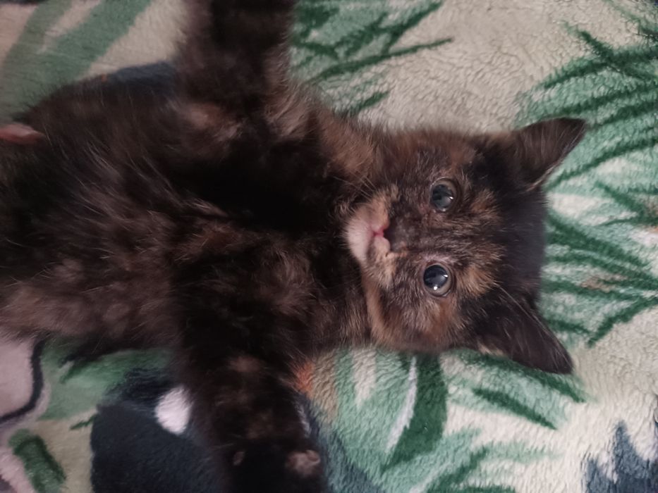 Котенок девочка бесплатно