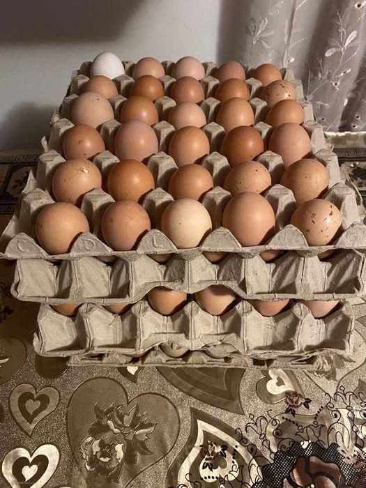 Oua de găină proaspete de consum