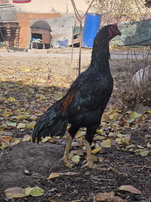 Dakan Mart Toza Chempion bolasi