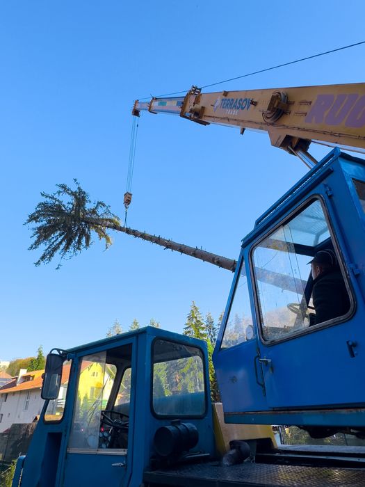 Taiere profesional a arborilor / copaci / pomi cu platforma de lucru