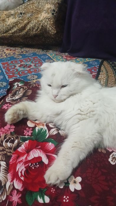 Shotland mushuki sotiladi