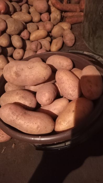Картошка отборная