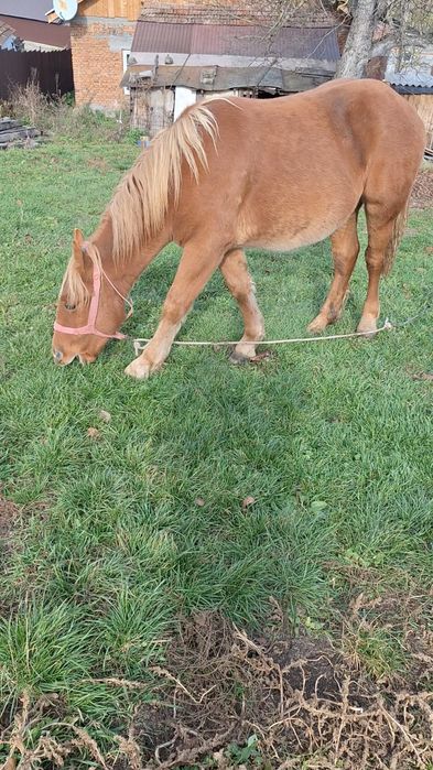 Vand mânz castrat de un an și 4 luni 7500 lei