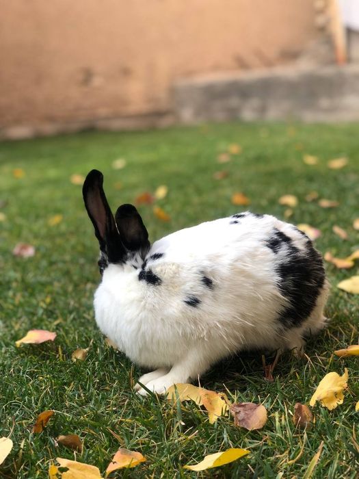 Кролики парода бабочка