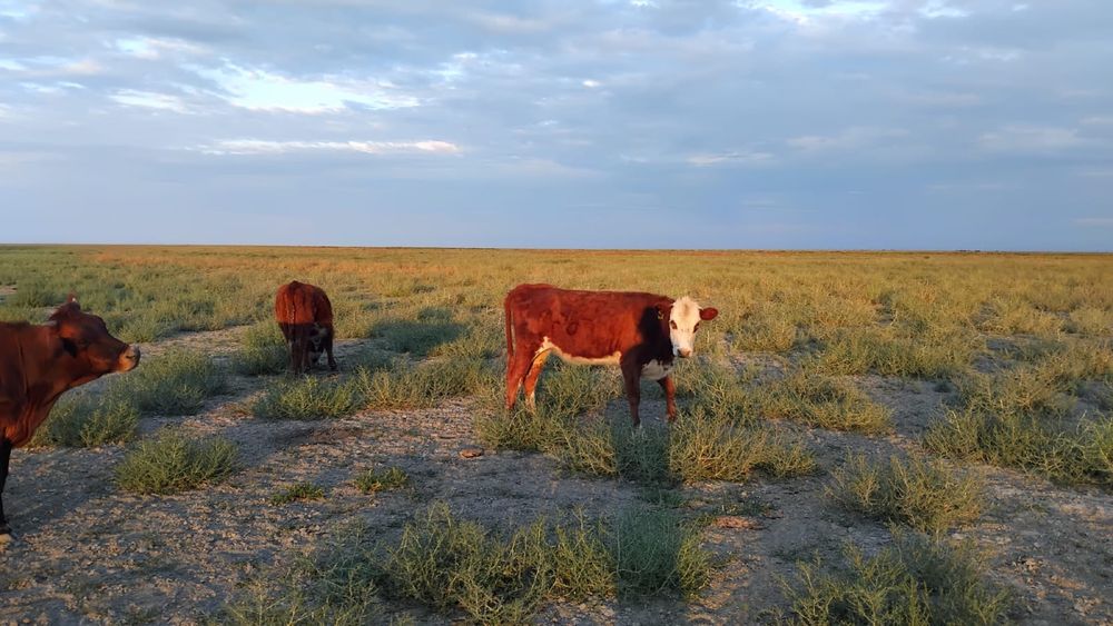 Қашар сатылады.