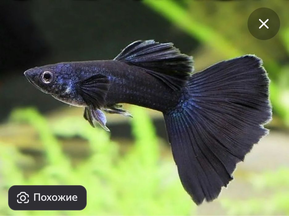 Мальки гуппи. 5мм - 3 недельные