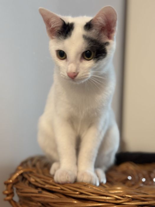 Donez pisoi sănătoși si vaccinați