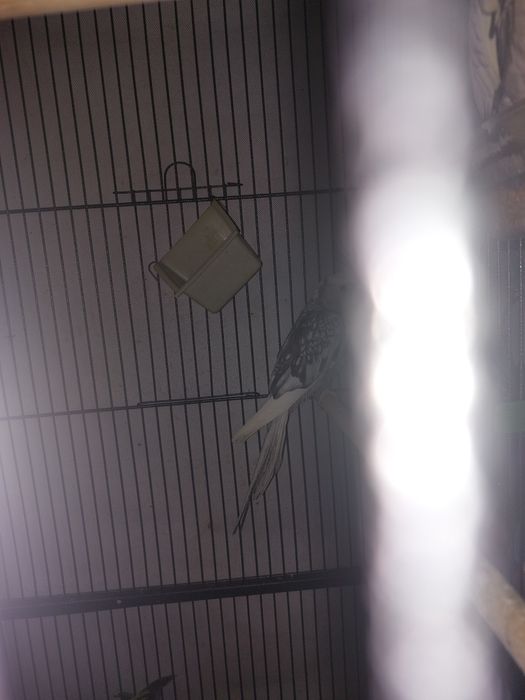 Vand Ninfe diferite culori