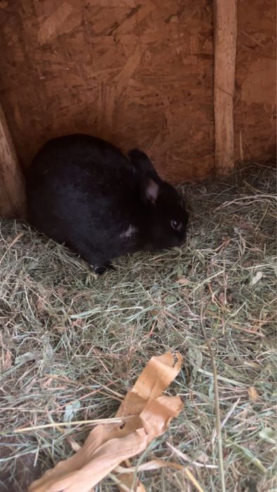 Vand iepuroi hermelit