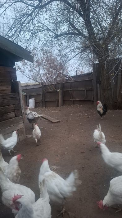 Продам кур несушки