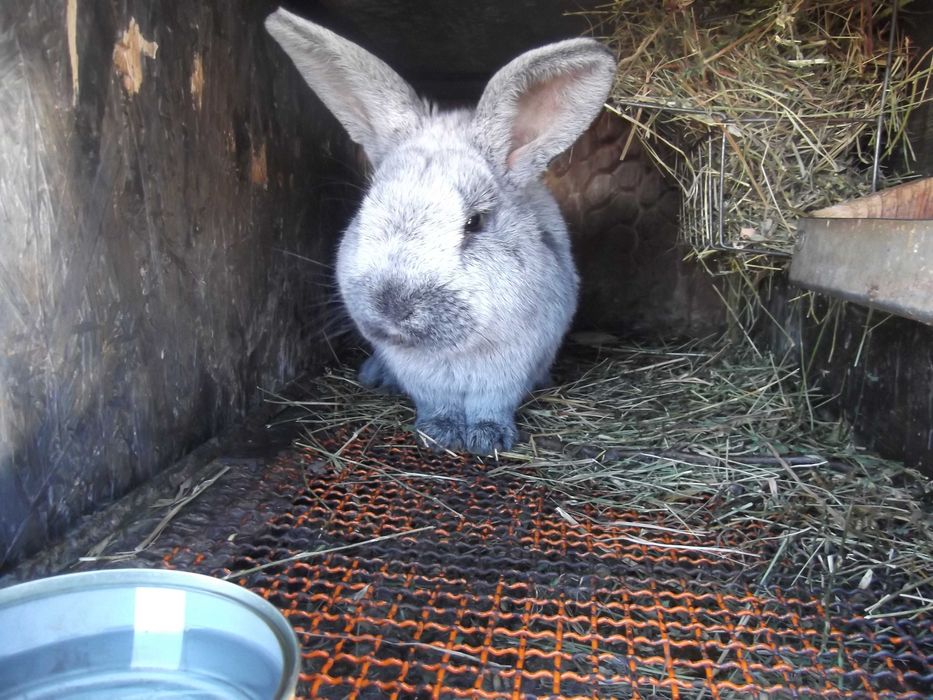 зайци  бургунски ,сребрист шампан