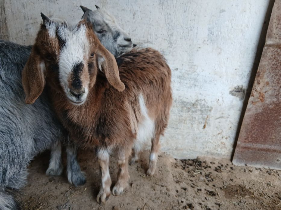 Эчки Улок Серка Эчки боласи Коза Козленок Козочка