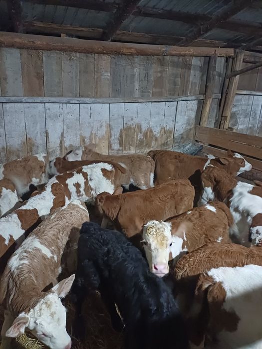 Vând vitei  și vitele