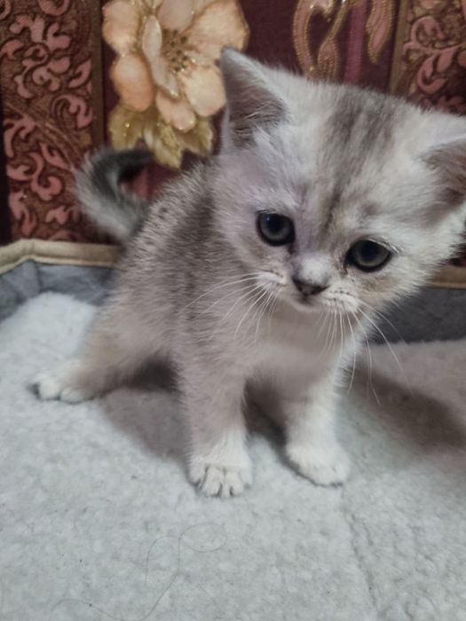 Serebristiy shinshilalar sotiladi