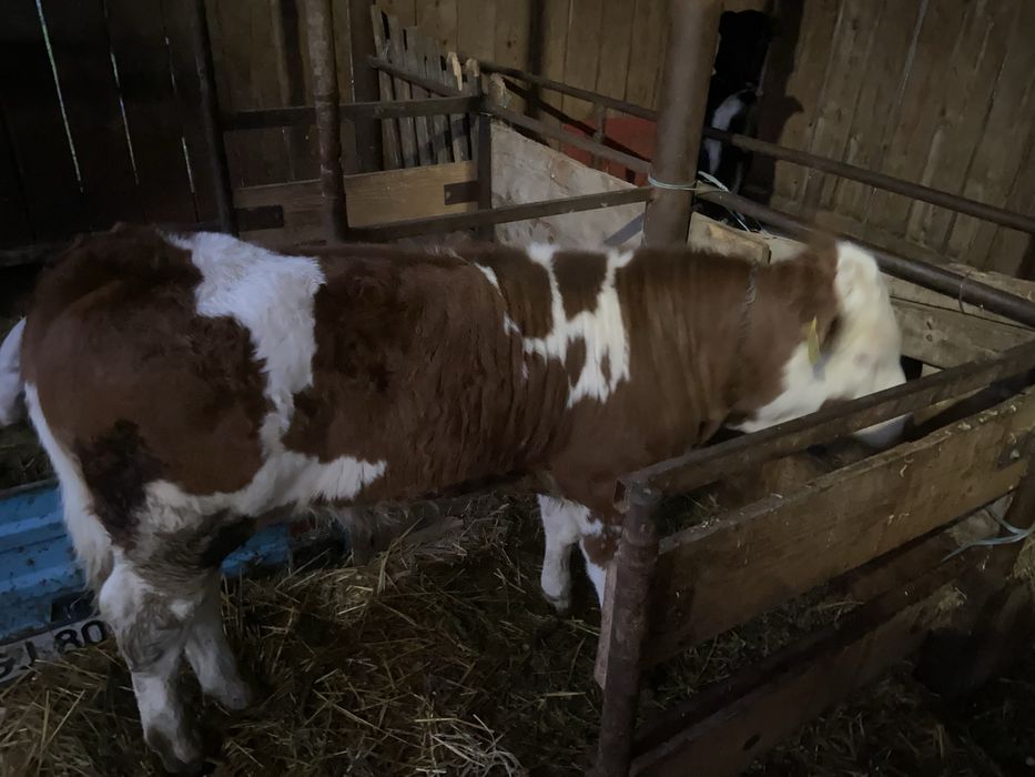 Vitel din rasa baltata romaneasca