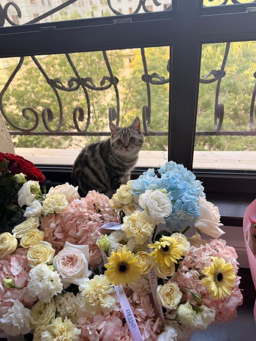 Отдам котенка в хорошие руки