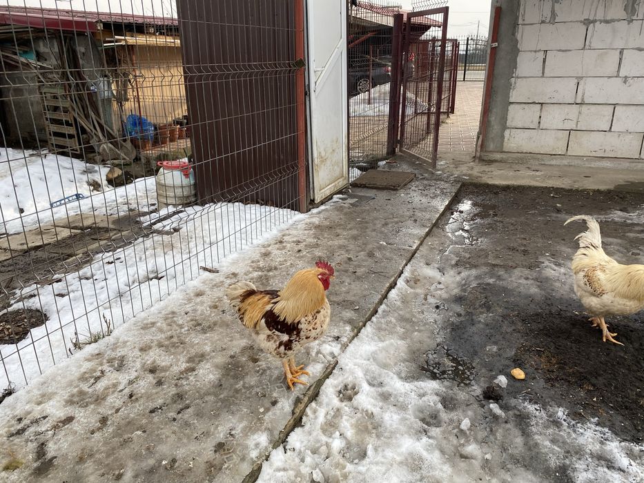 Cocosi albi  romanesti 1 an