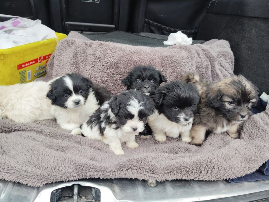 bichon metis  250 negociabil