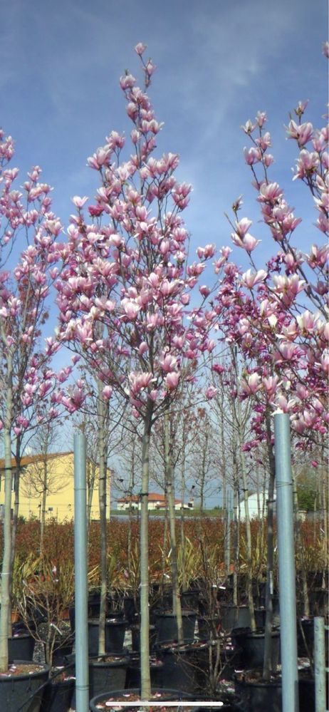 Copacii ornamentali ;magnoli,camelias,trandafiri