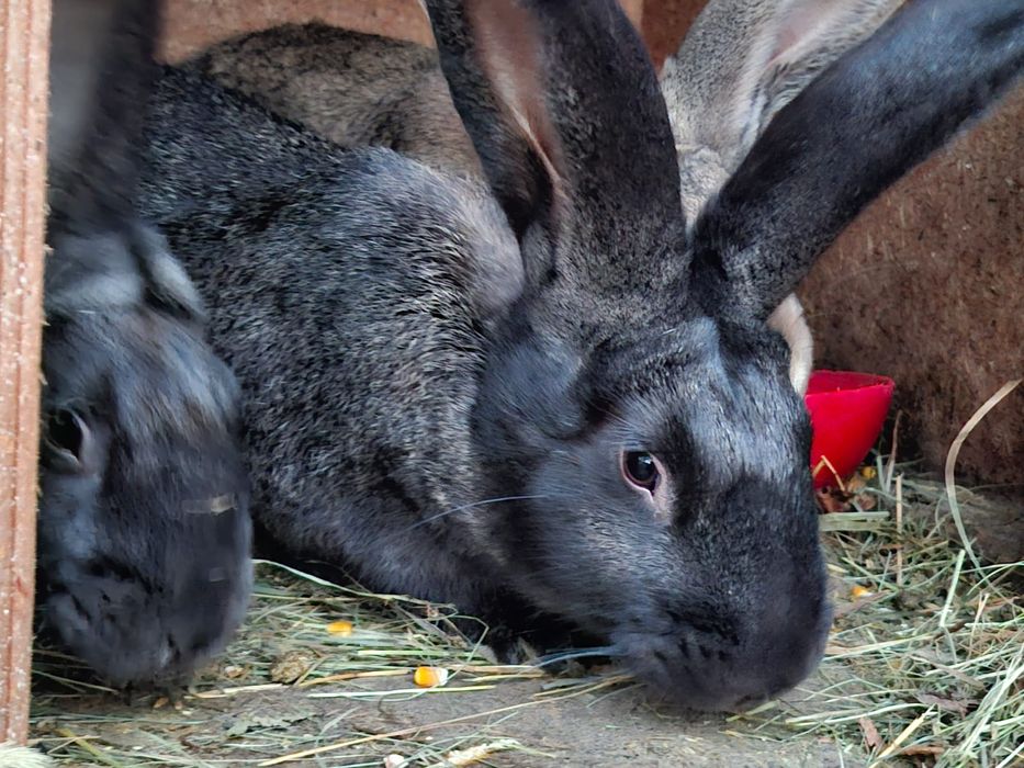 Vând iepuri uriaș german