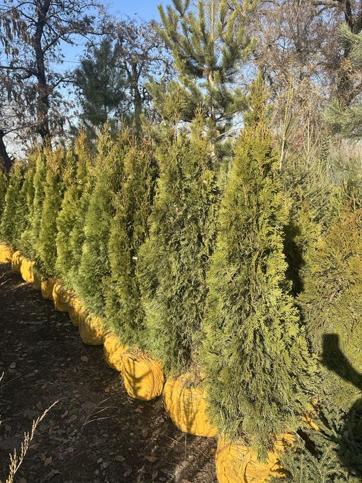 Туя Смарагд Туя Брабант Туя книжка. Туя Туя Туя