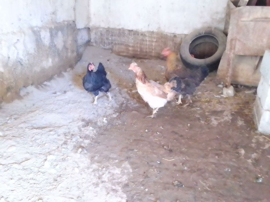 Tovuq va induk utka   товук, индук утка