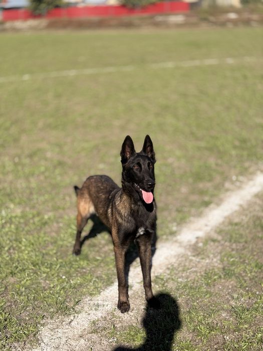 Belgian Malinois