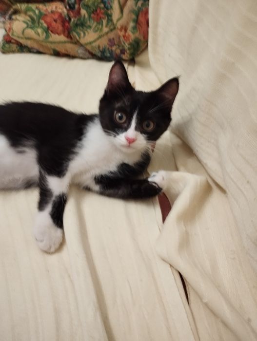 Котята породистые