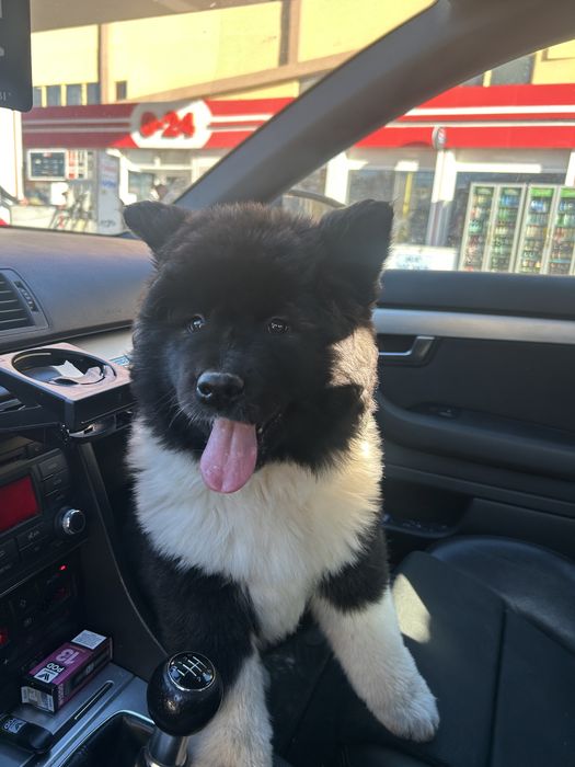 Американска акита