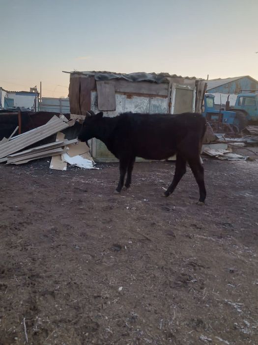 Продам корову(тёлочку)село Интумак