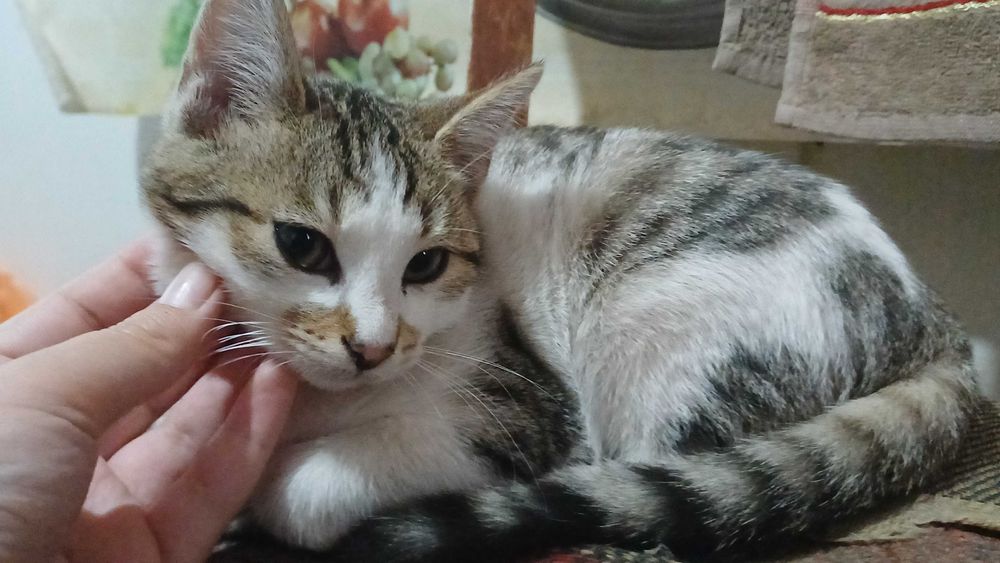 котенок ищет дом