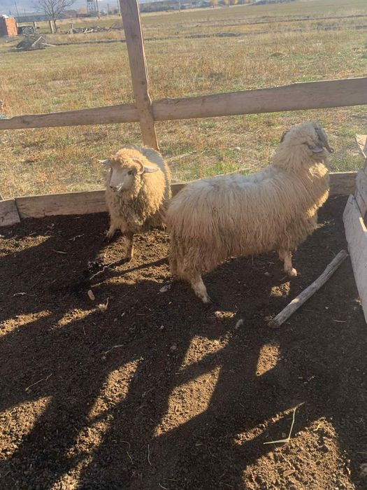 Vând berbeci tineri