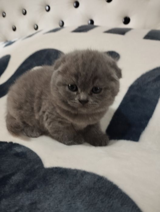 Продаю котят шатланские