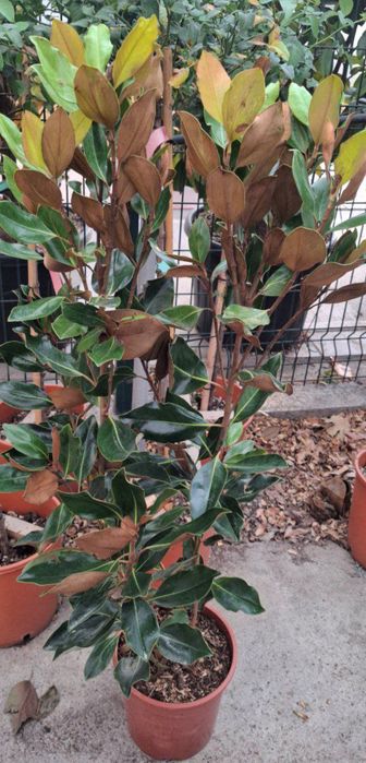 Магнолия Литтл джем