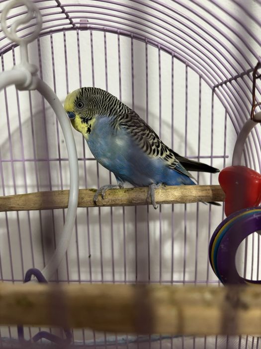 Canari de colorit
