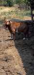 Tap Boer (Red Kalahary)