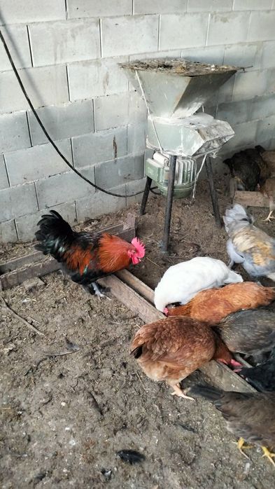 Продавам петли...