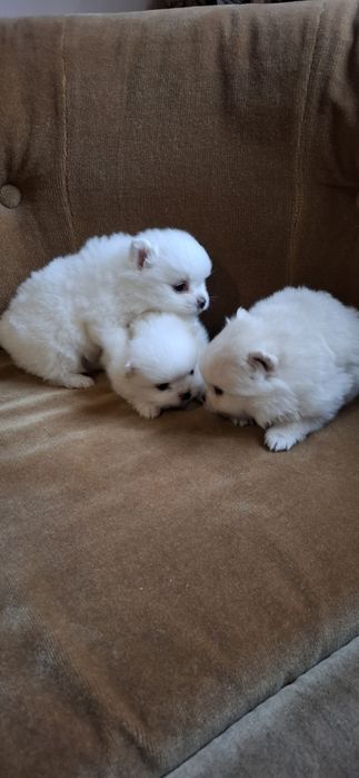 Мини Померанчета