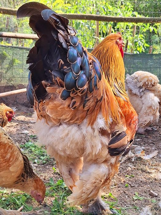 Brahma Columbia Galben-Negru